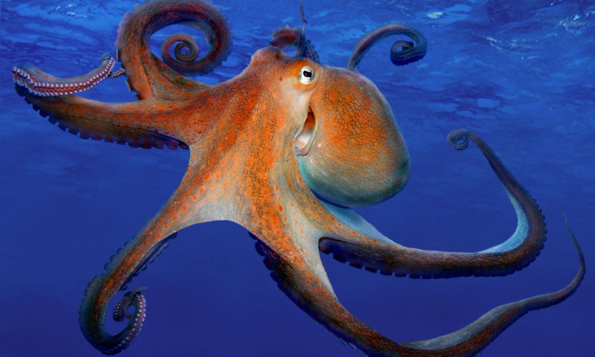 The Octopus Surprises Us All….