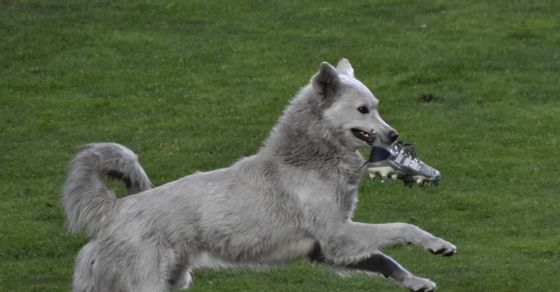 Match disrupted: Dog steals football boot!