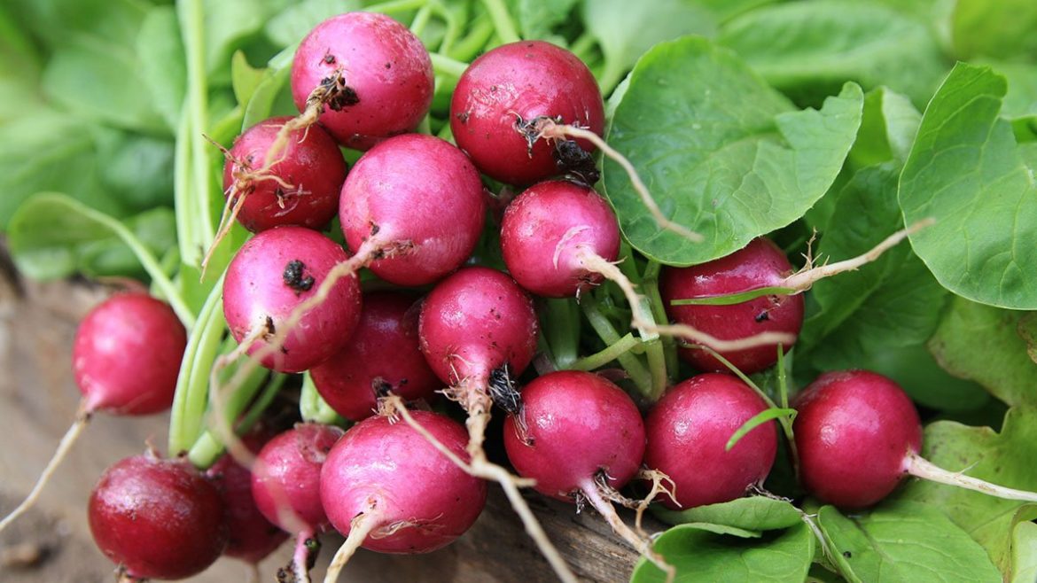 NASA Astronauts Harvest First Radish Crop!