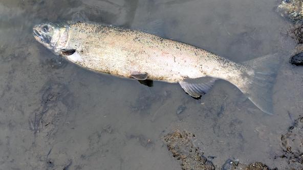 Tire-related chemical-adult coho salmon deaths