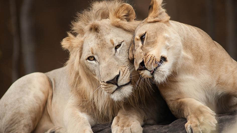 Barcelona Zoo: Four lions test positive for Covid-19 , learn more about the lions, virus, zoo from News Without Politics, unbiased news