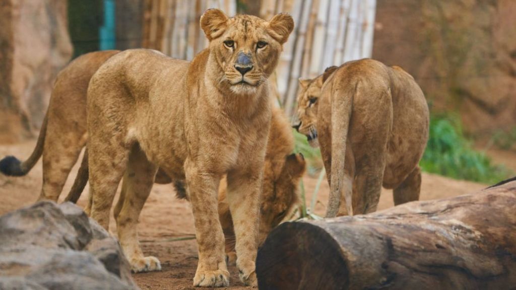 Barcelona Zoo: Four lions test positive for Covid-19