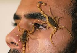 Egyptian finds fortune in scorpion venom