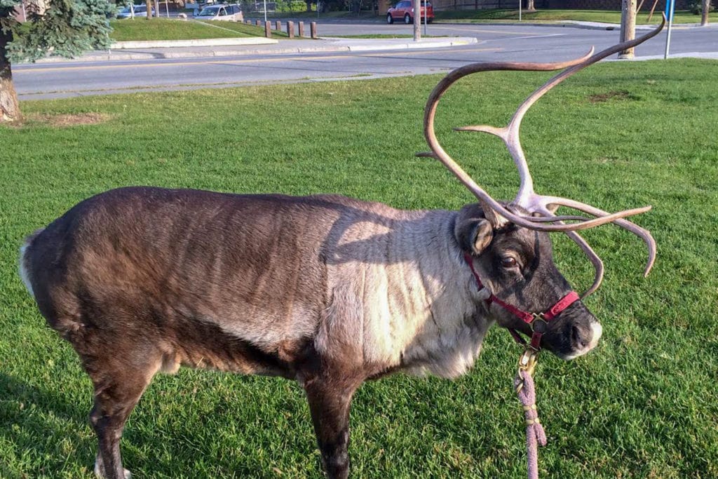 Meet Star the Reindeer from Anchorage, Alaska