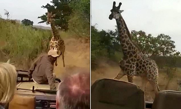 Angry giraffe chases tourists-terrifying!
