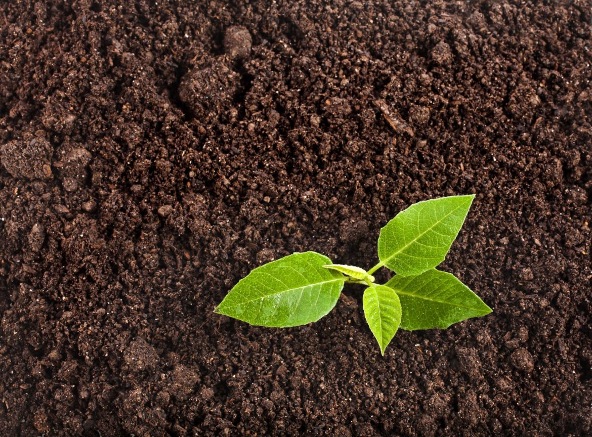 World Soil Day 2020: What Does it Mean?