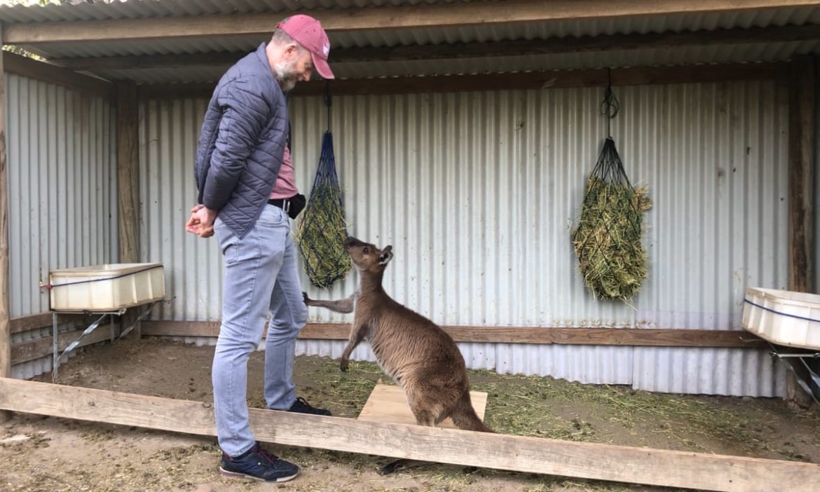 New Study on Human-Kangaroo Communication