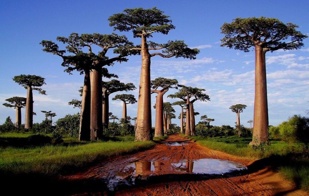 non  politicalnews Catwalk at Dakar Fashion Week 2020 moved to baobab forest amid COVID-19 pandemic unbiased news source
