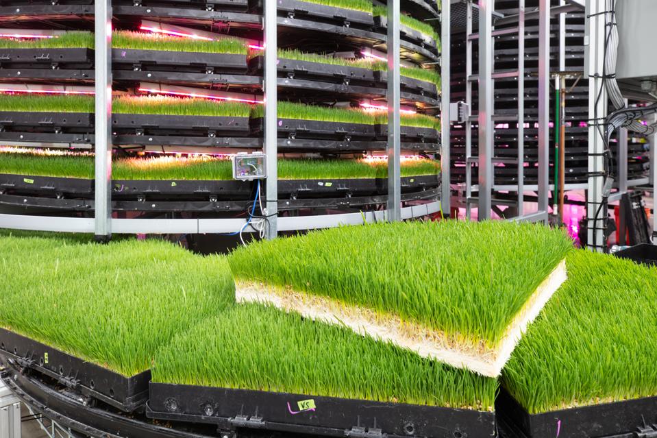 Indoor Vertical Farms, Ag Tech News without politics totally unbiased news News without politics nopo News without politics Nonpartisan Non political Unbiased just news without politics just news no politics no politics just news