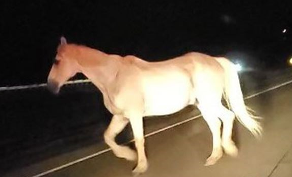 News non political news Horse found running in traffic