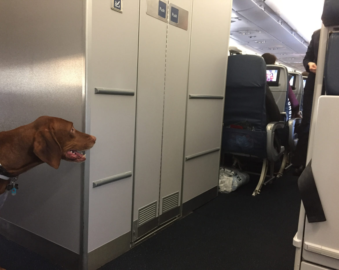 New rules for emotional support animals on planes