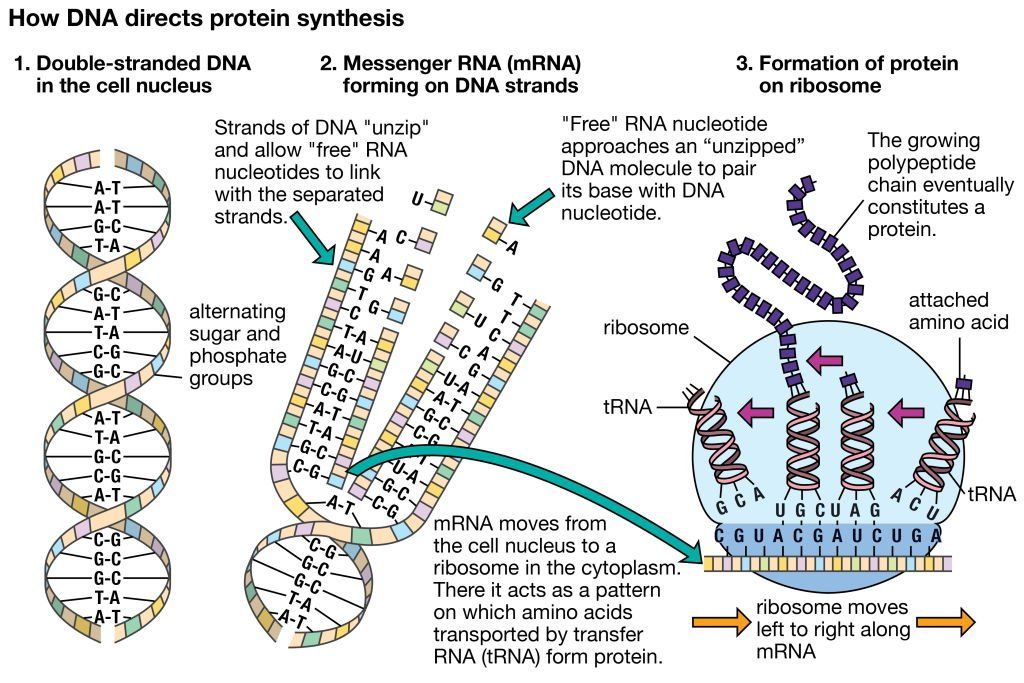 unbiased Media news source One of biology's biggest mysteries about protein has been solved about the shape of proteins using artificial intelligence.News not politics Non political newspaper Non Political news stories News not about politics