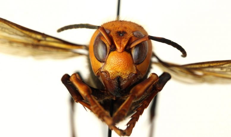 Honeybees Use Poop as Deterrent for Giant “Murder” Hornets
