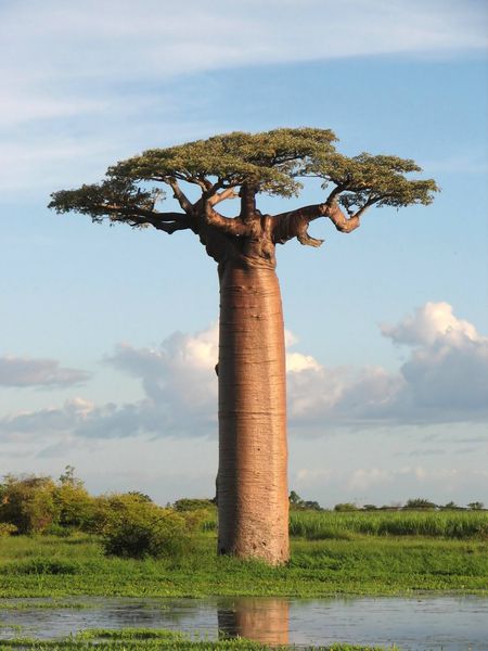 News without media bias baobab tree non political news 