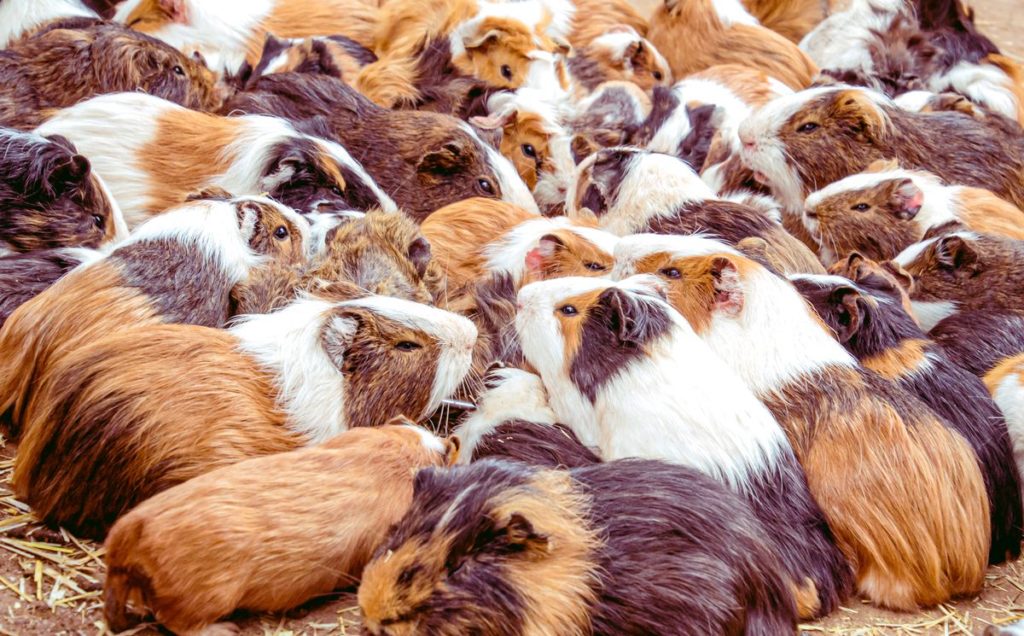 Humane Society gets 250 guinea pigs from overwhelmed owner, Follow News Without Politics about adoptions, pets, animals. stay informed unbiased, 