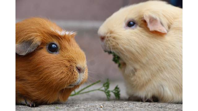 Humane Society gets 250 guinea pigs from overwhelmed owner, Follow News Without Politics about adoptions, pets, animals. stay informed unbiased, Learn more here