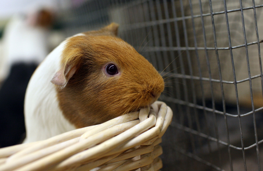 Humane Society gets 250 guinea pigs from overwhelmed owner