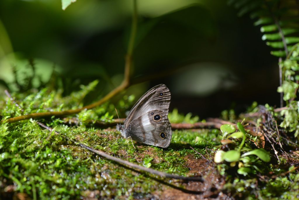 'Cloud Forest' Reveals New Species & More, environment, science, animals, plants,Bolivia, News Without Politics, no politics, no bias, unbiased news