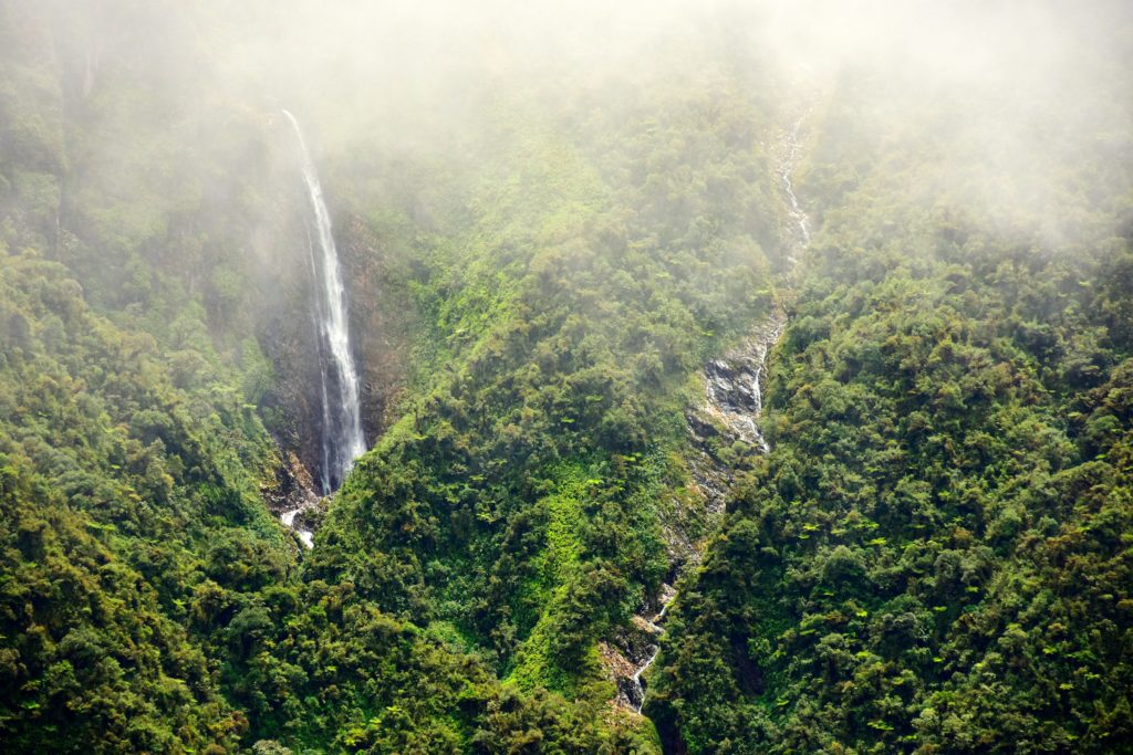 'Cloud Forest' Reveals New Species & More, environment, science, animals, plants,Bolivia, News Without Politics, no politics, no bias, unbiased news