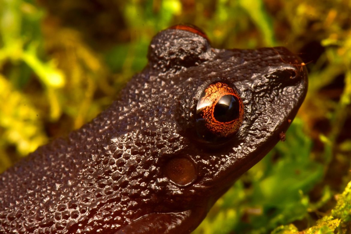 ‘Cloud Forest’ Reveals New Species & More