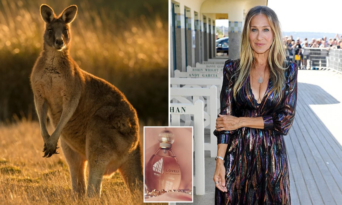 Why a crazed kangaroo attacked woman jogger-