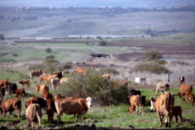 Cows gather as a drone flies above them, herding and observing them, as part of a method developed by Israeli firm BeeFree Agro, non political news, unbiased, learn more about barking drones and cow herding from News Without Politics