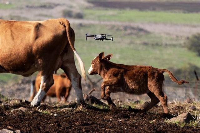 Drones: Israeli cow-herders turn to flying tech