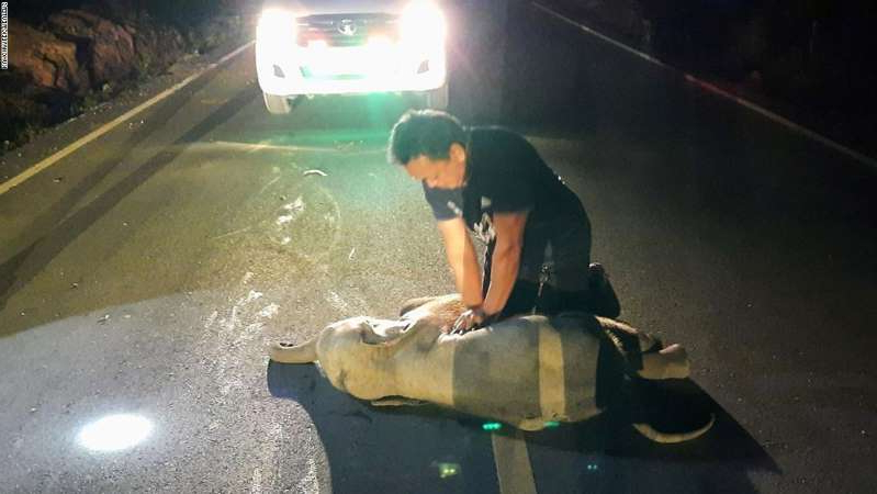 Baby Elephant Hit By Motorcycle Saved With CPR