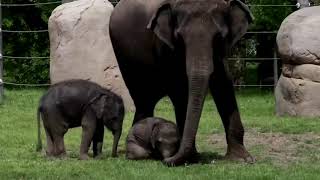 Baby Elephant Hit By Motorcycle Saved-Rescue Worker Uses CPR, stay updated on the elephant from News Without Politics, unbiased, non political news stories daily