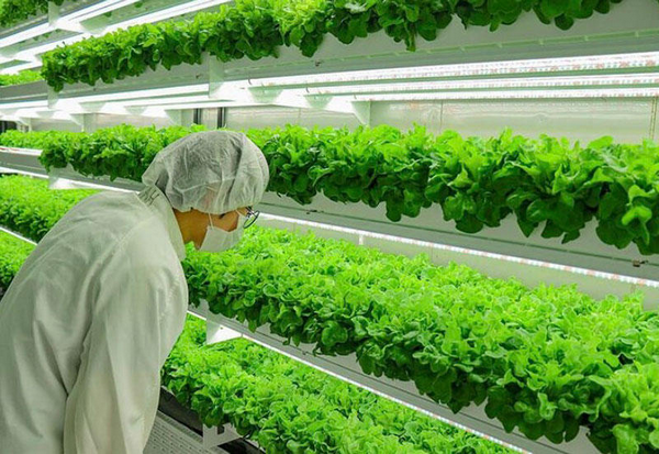 Indoor Vertical Farms, Ag Tech News without politics totally unbiased news News without politics nopo News without politics Nonpartisan Non political Unbiased just news without politics just news no politics no politics just news