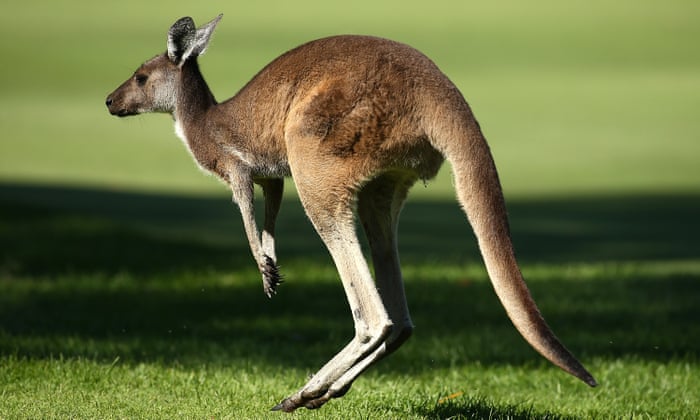 Why a crazed kangaroo attacked woman jogger-learn more from NWP unbiased about the woman  in Australia, no politics