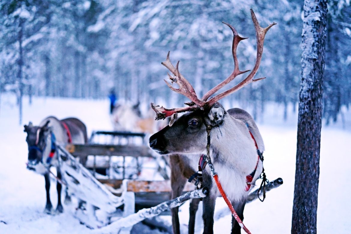 Is Rudolph’s nose really red?