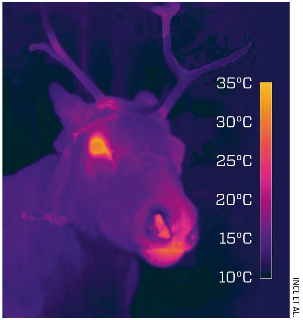 Is Rudolph’s nose really red?, learn more about science, red noses, rudolph the red nose reindeer, Christmas, follow News Without Politics, subscribe, unbiased