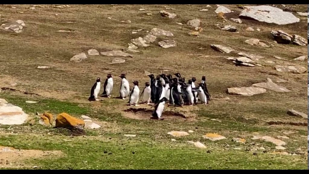 Cute 'confused penguin' hops away with strangers, follow News Without Politics, NWP, non political news source, unbiased, animals, rockhopper penguins