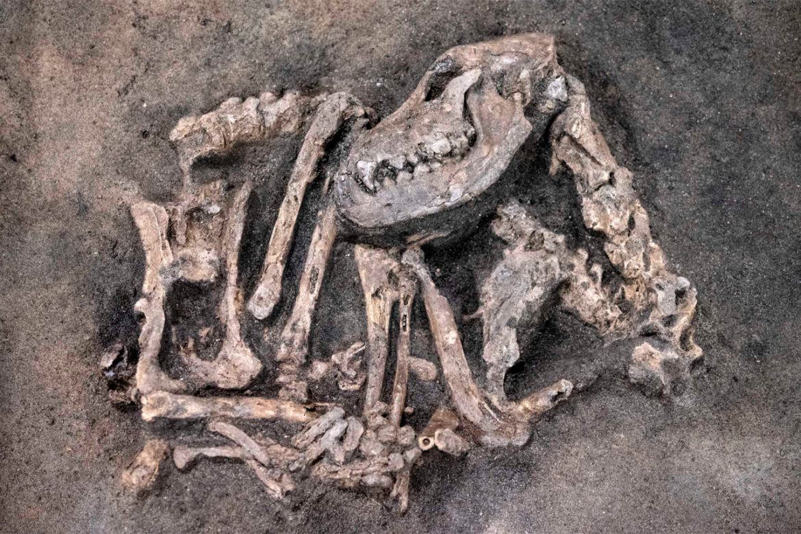 8,400 years old dog remains buried next to human
