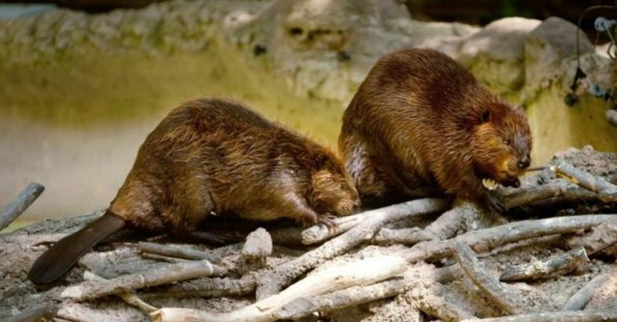 Beaver Goo in Your Artificial Vanilla Extract?, learn more about beaver goo uses, food, follow News Without Politics, NWP, more news other than politics,unbiased