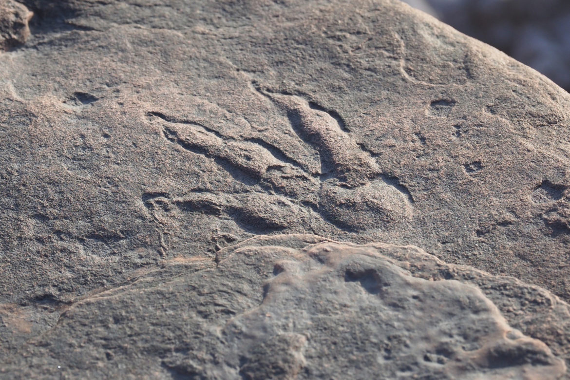 Girl finds dinosaur footprint on walk with dad: wow!