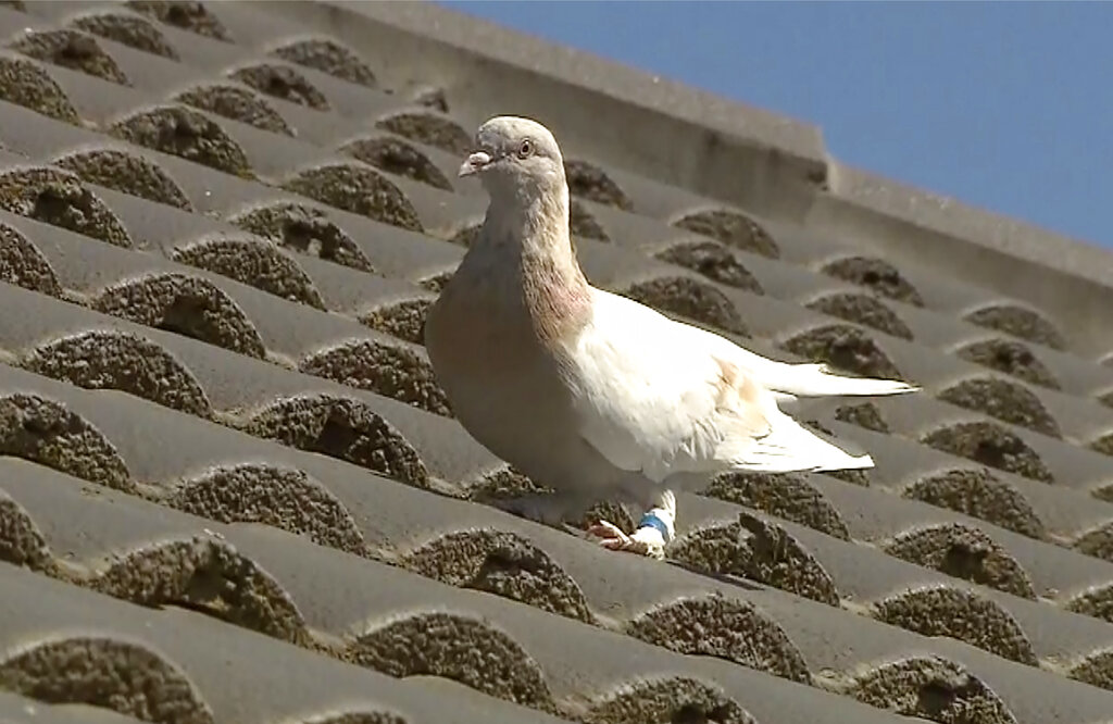 Racing pigeon traveled 8,000 miles-to where?, follow News Without Politics, NWP, more news other than politics,, Australia