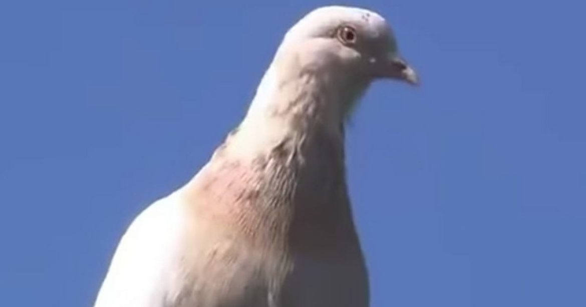 Racing pigeon traveled 8,000 miles-to where?