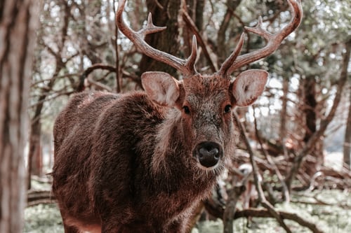 Colorado elk rescued: tangled in lawn chair frame