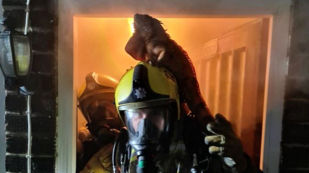 Iguana jumps on firefighter's head escaping blaze, follow News Without Politics, odd and amusing no bias news, news other than politics,learn more