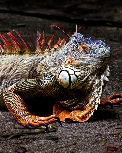 Iguana jumps on firefighter's head escaping blaze, follow News Without Politics, odd and amusing no bias news, news other than politics,learn more