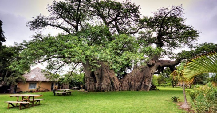 tree of life non political news source unbiased news 