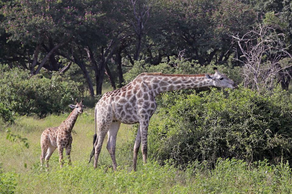 Mini Giraffes Spotted In Africa- First Time Ever!,follow News Without Politics, NWP, top news other  than politics, animals