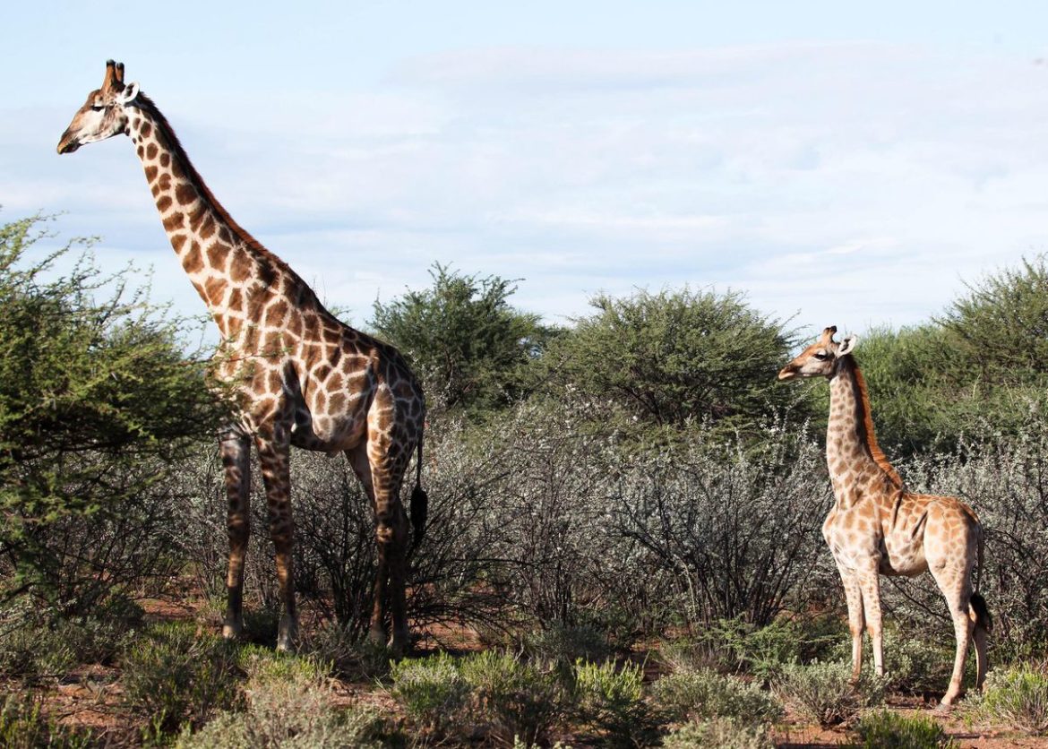 Mini Giraffes Spotted In Africa- First Time Ever!