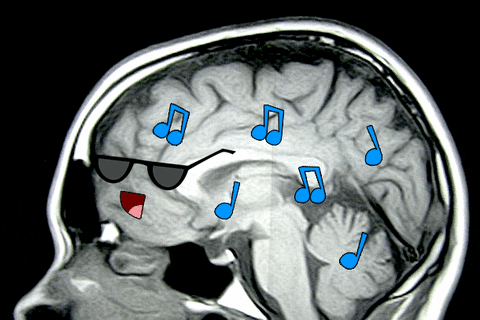 Musicians have more connected brains?