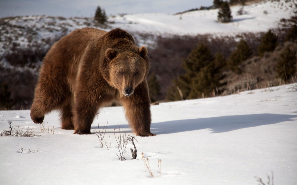 bear chases skier news without politics unbiased news