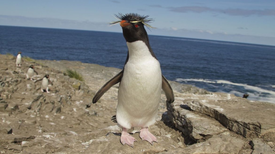 Cute ‘confused penguin’ hops away with strangers