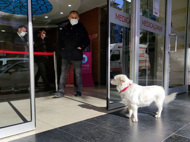 Pooch waits 6 days outside hospital for sick owner, puppy, dog, follow News Without Politics for more news other than politics