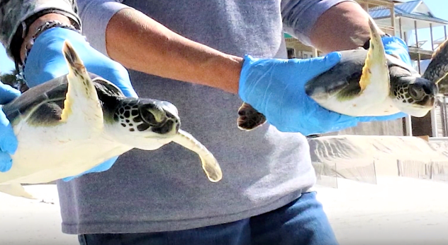 Hundreds of cold-stunned sea turtles get help